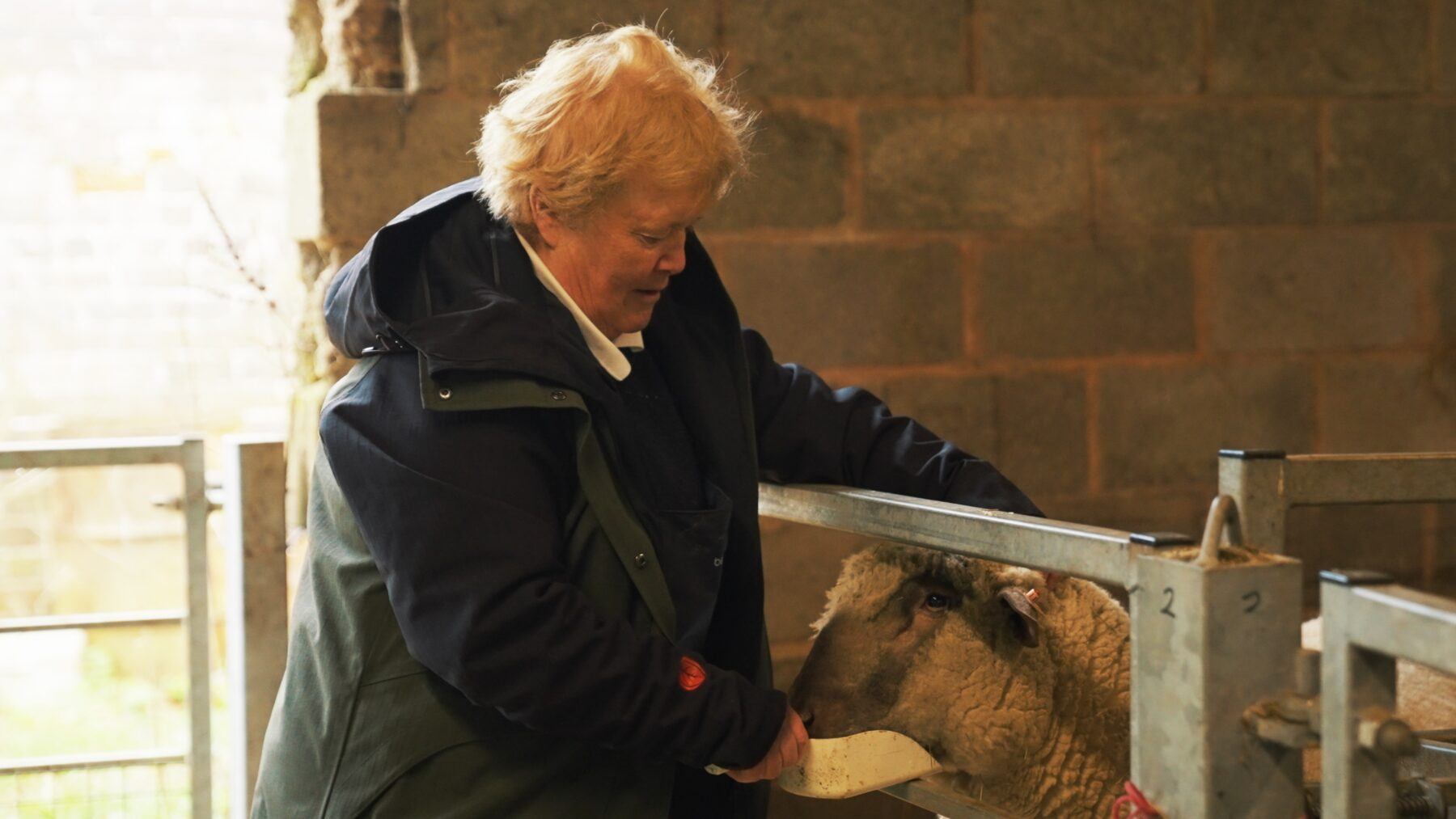 Our partnered farmer, Jane, feeding a Dorset Down Sheep