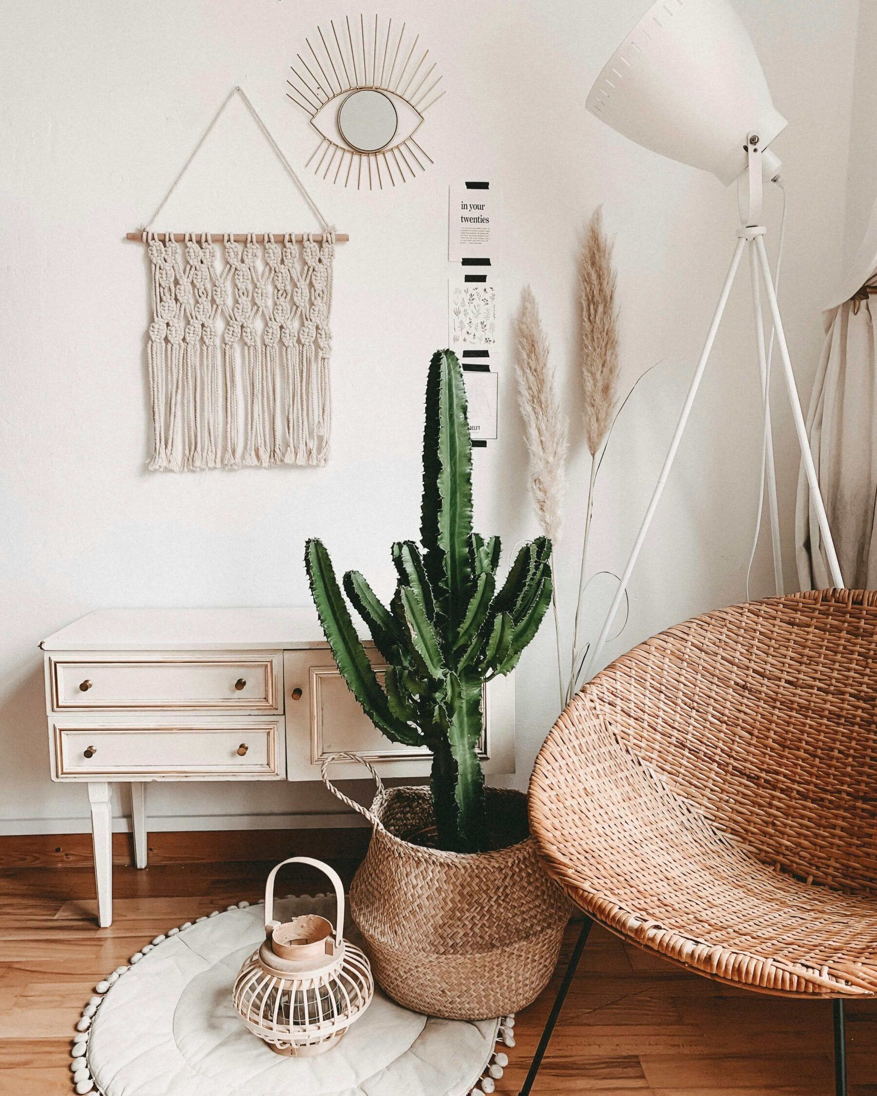 Cactus in white bedroom