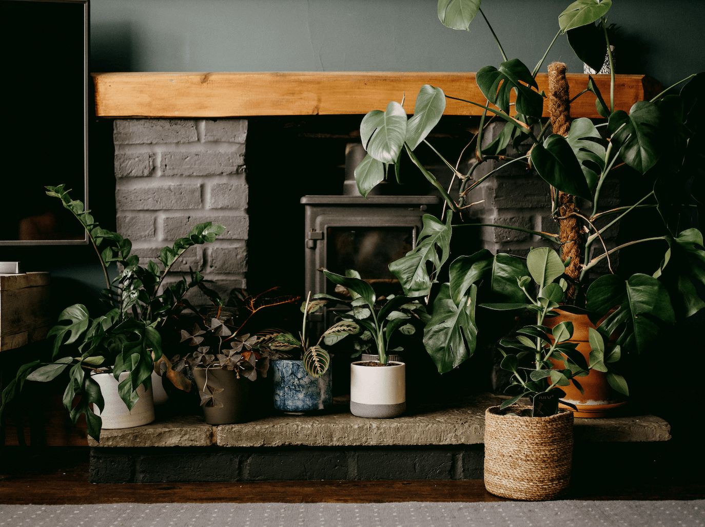 Plants in front of fireplace