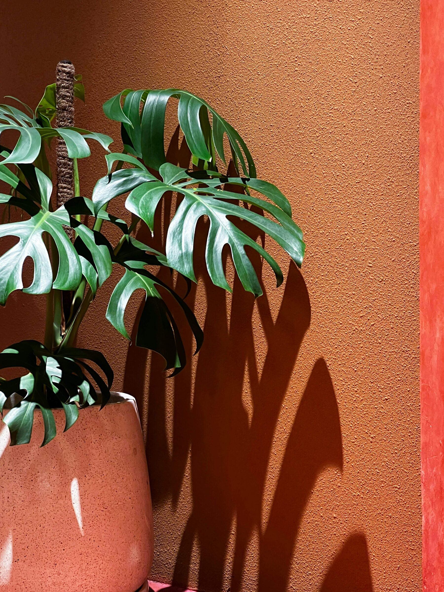 Monstera plant against a terracotta wall