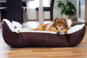 A collie dog lying down in a brown and white fluffy bed on a wooden floor in a home