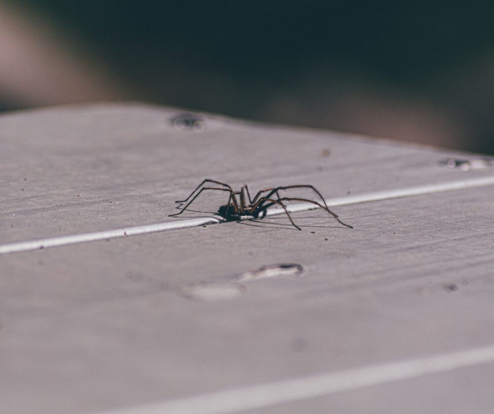 A spider walks on a wooden table outside.