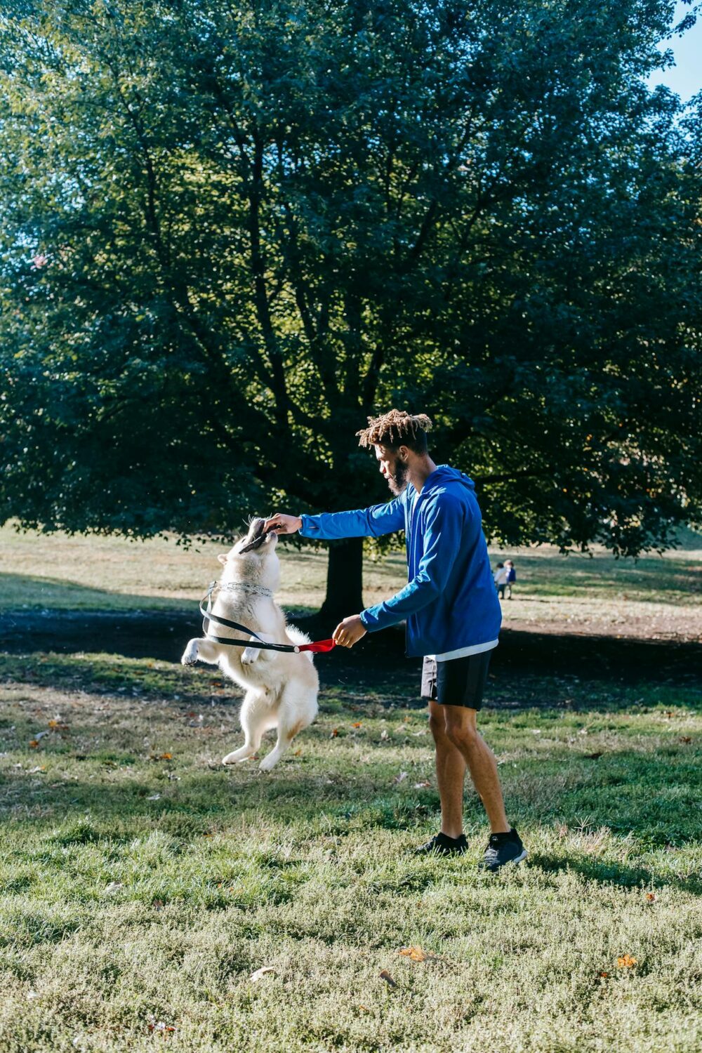 Person training their dog outdoors on a field