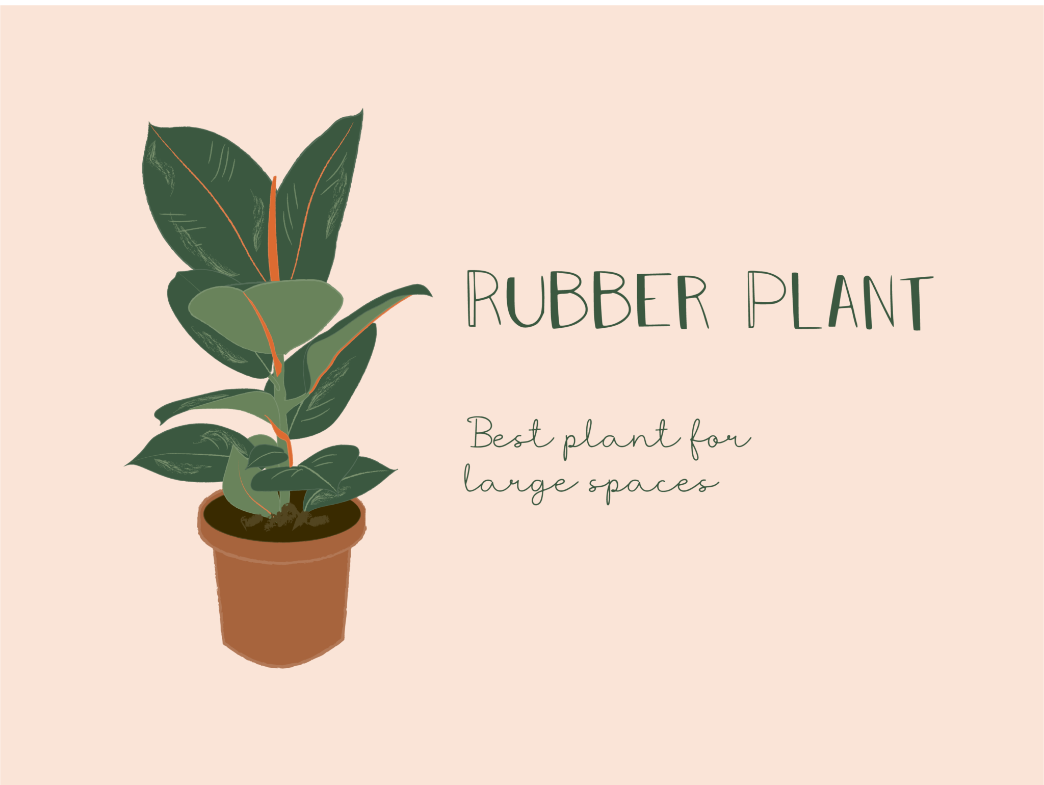 11 Bedroom Plants to Help You Sleep Better - The Sleep Matters Club