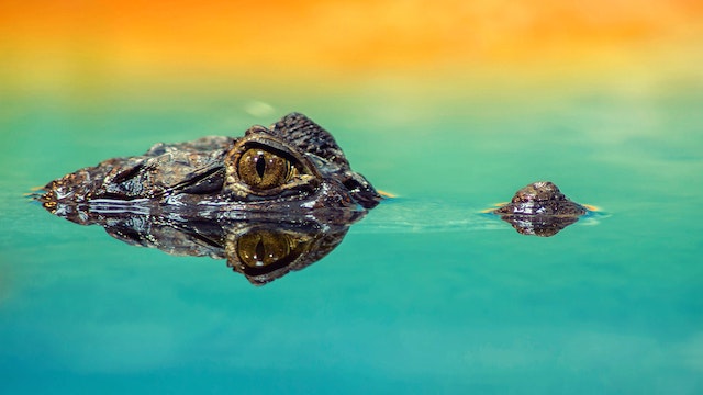 a crocodile half-sunk into water, reflecting the sunlight to create a gold to green gradient.