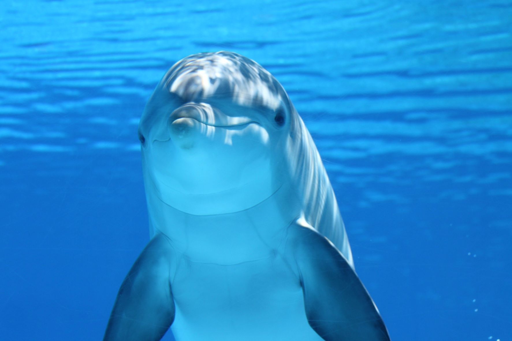 What Do Dreams About Dolphins Mean? | Sleep Matters Club