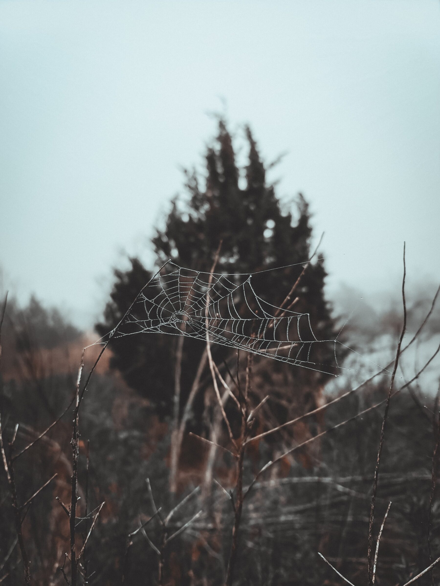 A spider web hanging between tree branches outside in a forest.