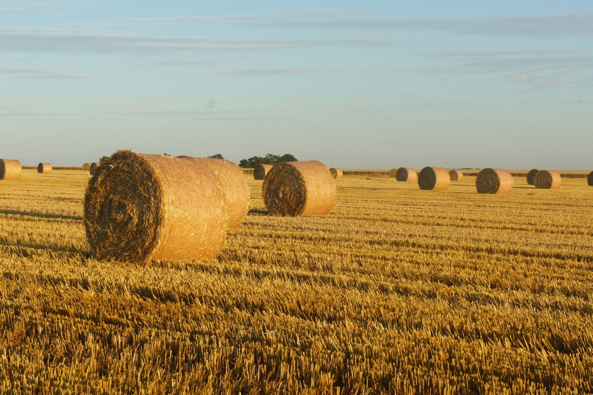 What Does Hit The Hay Mean The Sleep Matters Club