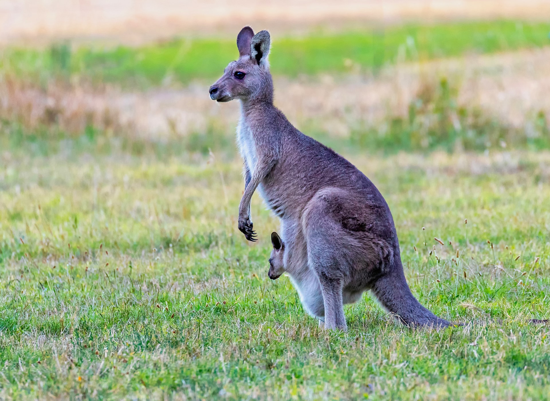 Dream interpretation kangaroo