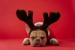 Dog sleeping in Christmas outfit