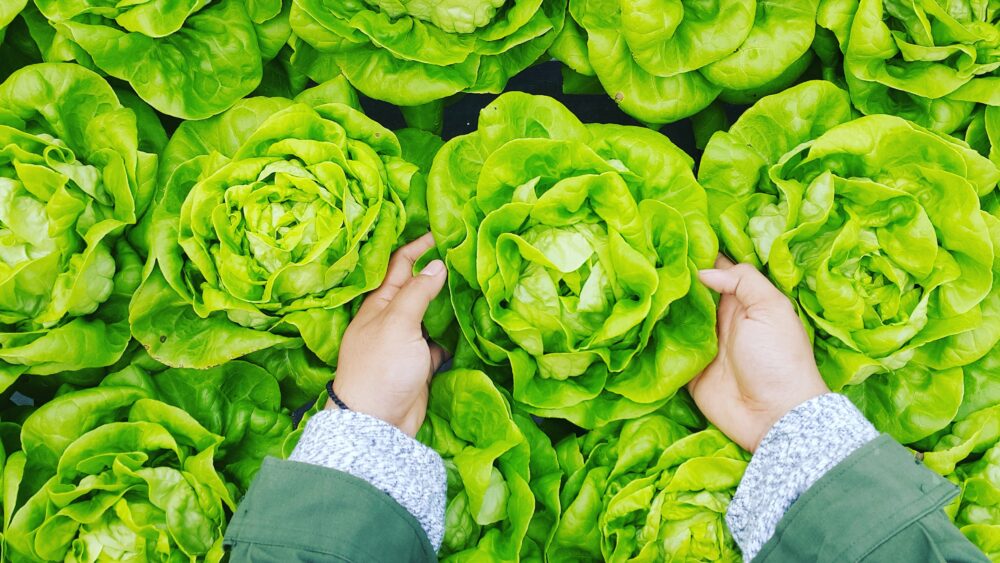 Two hands reach into a field of butter lettuce