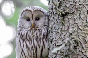 A picture of an owl during the day, perched against a tree trunk. The owl is speckled light and dark brown.
