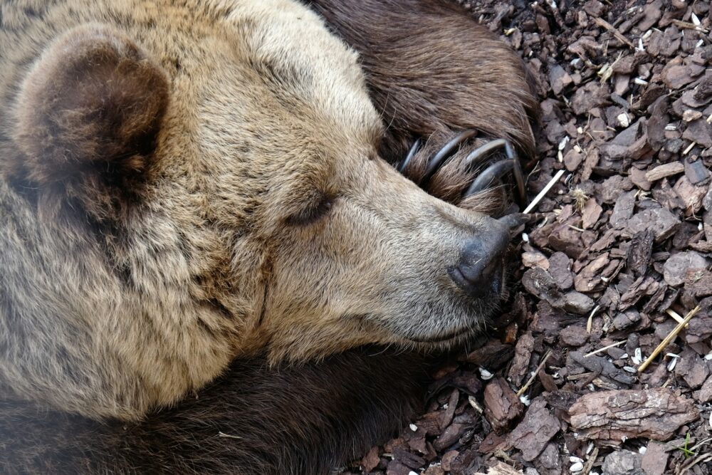 Close up of a bear asleep with its snout on the ground and resting upon its paws and claws.